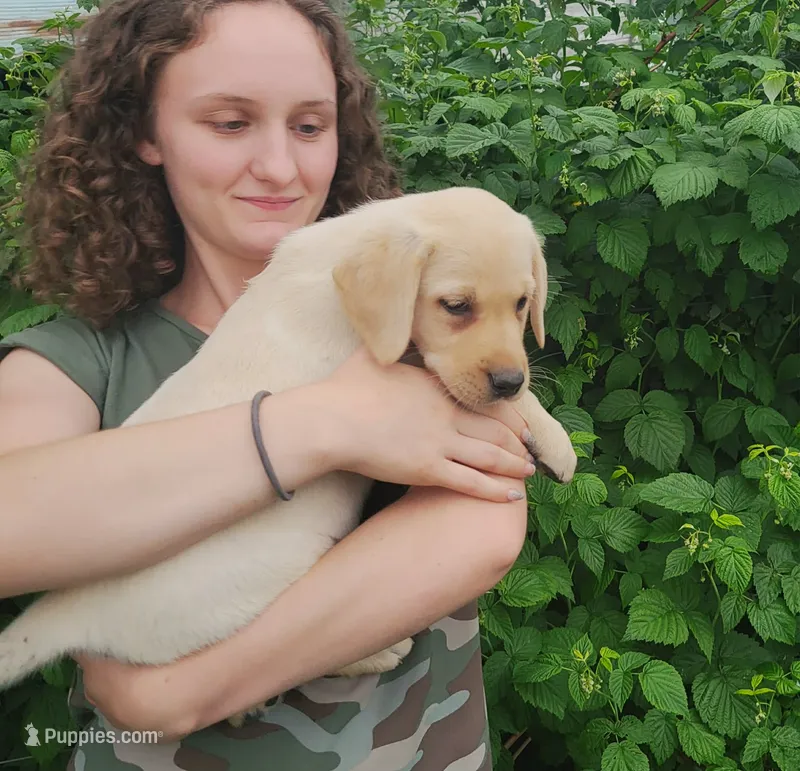 Buster – Labrador Retriever puppy for sale in Hillsboro, WI