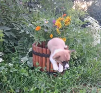 Batman, a male Pembroke Welsh Corgi for sale in Hillsboro, WI – 3 of 8