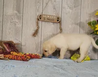 Butter, a female Labrador Retriever for sale in Hillsboro, WI – 3 of 7