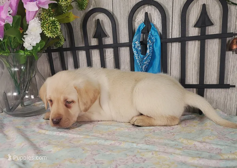 Brewer – Labrador Retriever puppy for sale in Hillsboro, WI