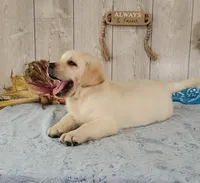 Davie, a male Labrador Retriever for sale in Hillsboro, WI – 2 of 7