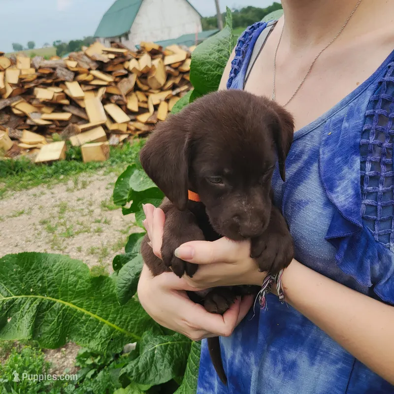 Owen – Labrador Retriever puppy for sale in Hillsboro, WI