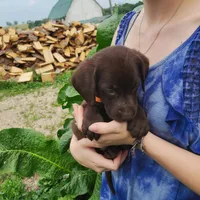Owen, a male Labrador Retriever for sale in Hillsboro, WI – 1 of 5