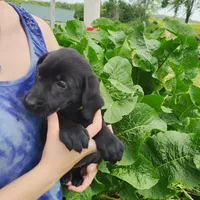 Fleur, a female Labrador Retriever for sale in Hillsboro, WI – 5 of 5