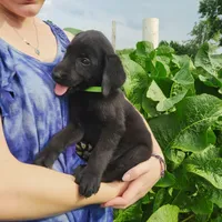 Miles, a male Labrador Retriever for sale in Hillsboro, WI – 2 of 6
