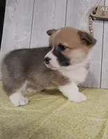 Blake, a male Pembroke Welsh Corgi for sale in Hillsboro, WI – Photo 3 of 4