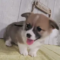 Blake, a male Pembroke Welsh Corgi for sale in Hillsboro, WI – Photo 2 of 4