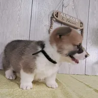 Blake, a male Pembroke Welsh Corgi for sale in Hillsboro, WI – Photo 4 of 4