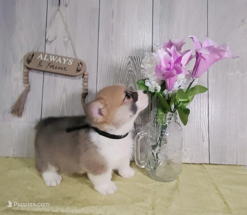 Blake – Pembroke Welsh Corgi puppy for sale in Hillsboro, WI