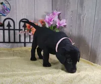 Winona, a female Labrador Retriever for sale in Hillsboro, WI – 3 of 5