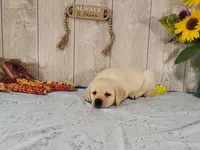 Butter, a female Labrador Retriever for sale in Hillsboro, WI – 6 of 7