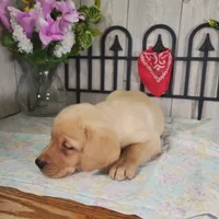 Raymond, a male Labrador Retriever for sale in Hillsboro, WI – 5 of 6