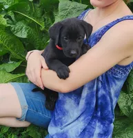 Dahlia, a female Labrador Retriever for sale in Hillsboro, WI – 2 of 6