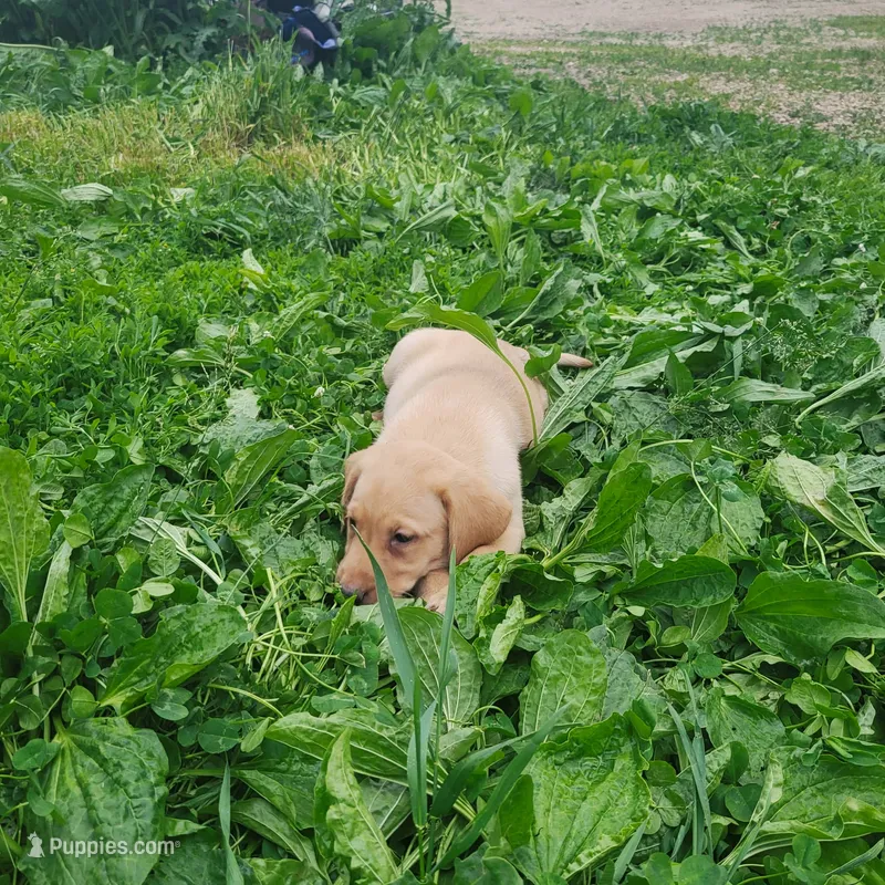 Gary – Labrador Retriever puppy on hold in Hillsboro, WI