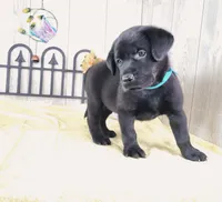 Dillion, a male Labrador Retriever for sale in Hillsboro, WI – 2 of 5