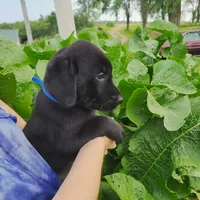 Carter, a male Labrador Retriever for sale in Hillsboro, WI – 2 of 6