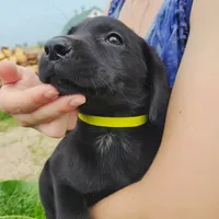 Fleur, a female Labrador Retriever for sale in Hillsboro, WI – 2 of 5