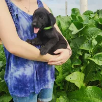 Miles, a male Labrador Retriever for sale in Hillsboro, WI – 3 of 6