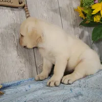 Butter, a female Labrador Retriever for sale in Hillsboro, WI – 5 of 7