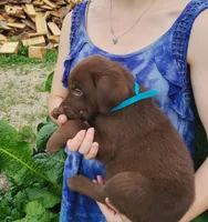 Cooper, a male Labrador Retriever for sale in Hillsboro, WI – 6 of 6