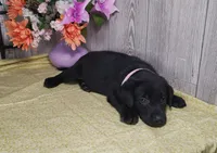 Winona, a female Labrador Retriever for sale in Hillsboro, WI – 2 of 5