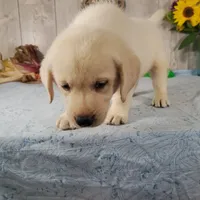 Cane, a male Labrador Retriever for sale in Hillsboro, WI – 6 of 7