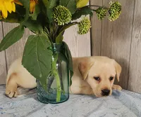 Champagne , a female Labrador Retriever for sale in Hillsboro, WI – 2 of 6
