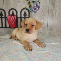 Raymond, a male Labrador Retriever for sale in Hillsboro, WI – 4 of 6