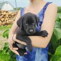 Grayson, a male Labrador Retriever for sale in Hillsboro, WI – 6 of 7