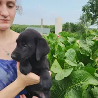 Primrose, a female Labrador Retriever for sale in Hillsboro, WI – 5 of 5