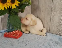 Henry, a male Labrador Retriever for sale in Hillsboro, WI – 3 of 6