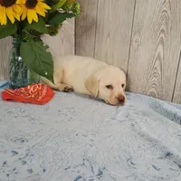 Henry, a male Labrador Retriever for sale in Hillsboro, WI – 6 of 6