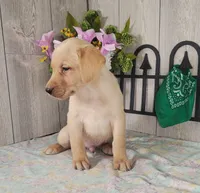 Gary, a male Labrador Retriever for sale in Hillsboro, WI – 4 of 5
