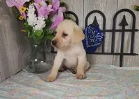 Buster, a male Labrador Retriever for sale in Hillsboro, WI – 2 of 5