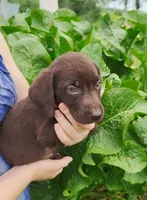 Owen, a male Labrador Retriever for sale in Hillsboro, WI – 3 of 5