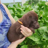 Owen, a male Labrador Retriever for sale in Hillsboro, WI – 4 of 5