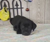 Archie, a male Labrador Retriever for sale in Hillsboro, WI – 4 of 5