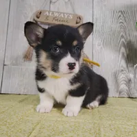 Leo, a male Pembroke Welsh Corgi for sale in Hillsboro, WI – Photo 4 of 5