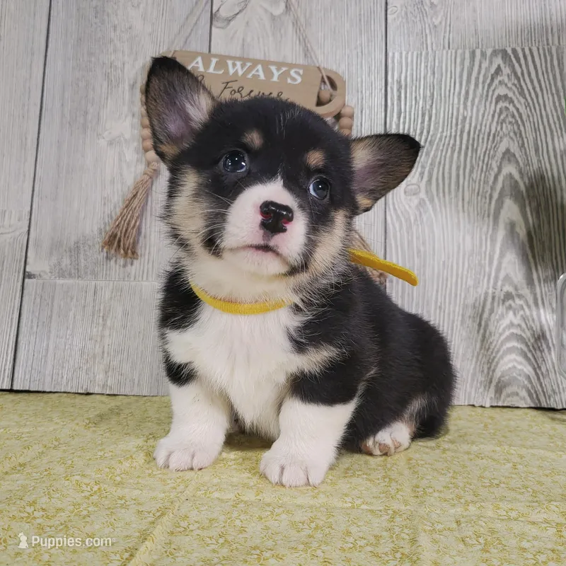 Leo – Pembroke Welsh Corgi puppy for sale in Hillsboro, WI