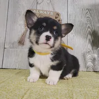 Leo, a male Pembroke Welsh Corgi for sale in Hillsboro, WI – Photo 1 of 5