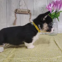 Leo, a male Pembroke Welsh Corgi for sale in Hillsboro, WI – Photo 3 of 5