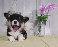 Leo, a male Pembroke Welsh Corgi for sale in Hillsboro, WI – Photo 2 of 5