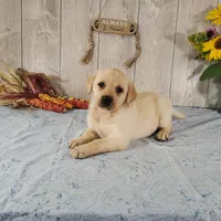 Champagne , a female Labrador Retriever for sale in Hillsboro, WI – 6 of 6