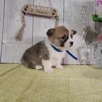 Teddy, a male Pembroke Welsh Corgi for sale in Hillsboro, WI – Photo 4 of 4