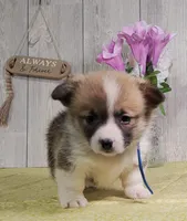 Teddy, a male Pembroke Welsh Corgi for sale in Hillsboro, WI – Photo 3 of 4