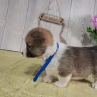 Teddy, a male Pembroke Welsh Corgi for sale in Hillsboro, WI – Photo 2 of 4