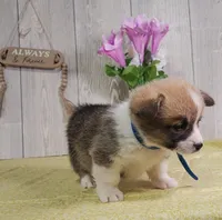 Teddy, a male Pembroke Welsh Corgi for sale in Hillsboro, WI – Photo 1 of 4