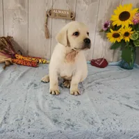 Bert, a male Labrador Retriever for sale in Hillsboro, WI – 7 of 7