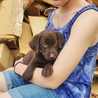 Marigold, a female Labrador Retriever for sale in Hillsboro, WI – 2 of 3