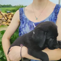 David, a male Labrador Retriever for sale in Hillsboro, WI – 4 of 5